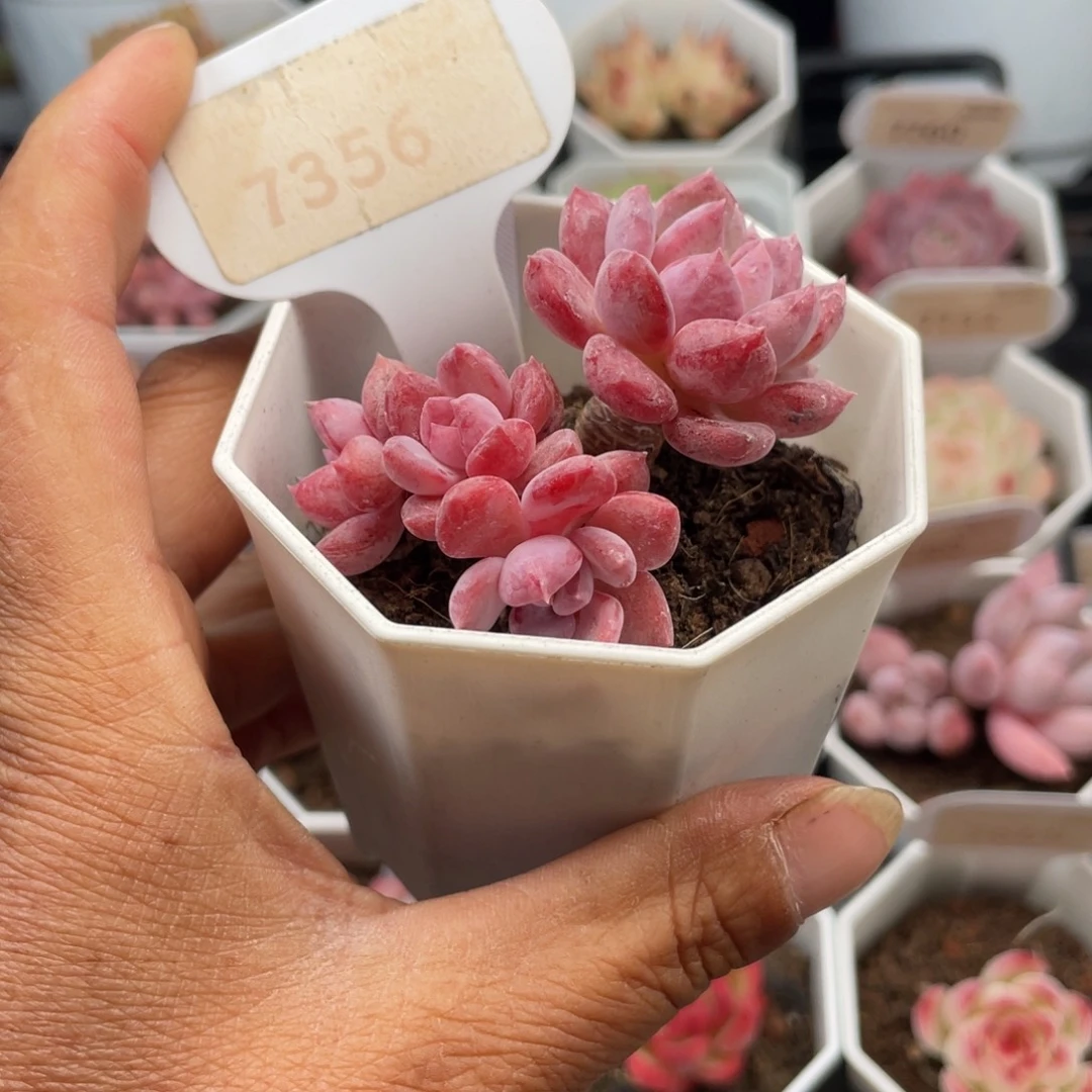 水晶琥珀7356-5.5厘米