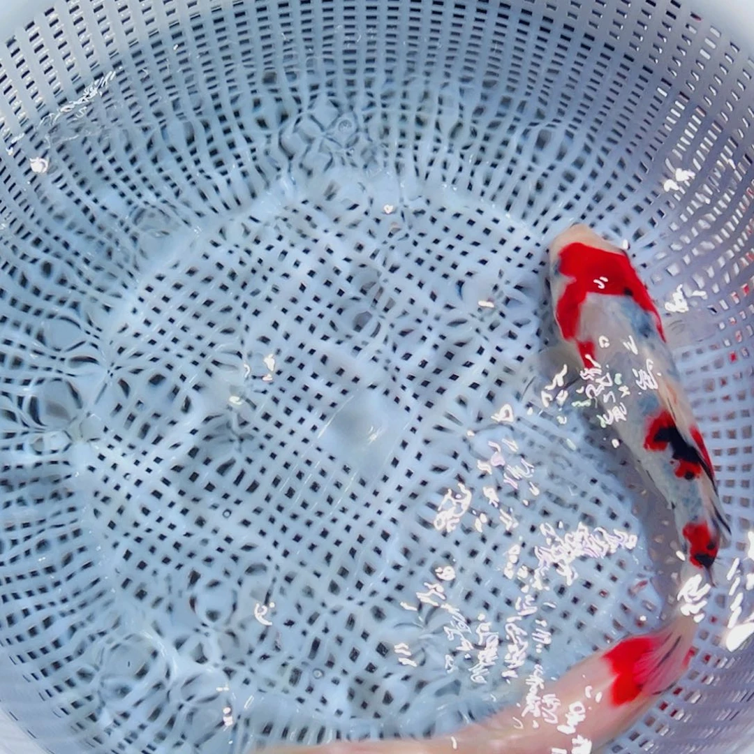 锦鲤锦鲤观赏鱼1111