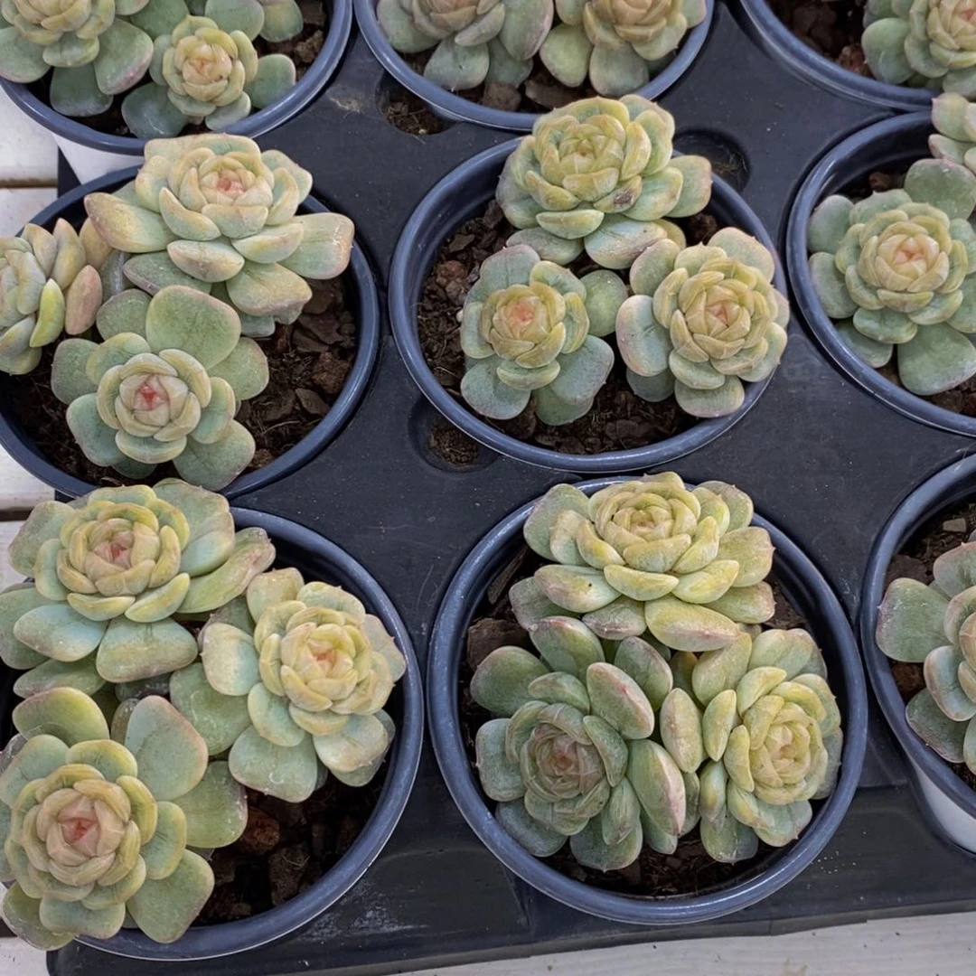 1112-05-精品母本老桩糖心白色恋人群一个