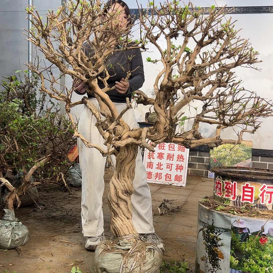 完全开放金银花88888