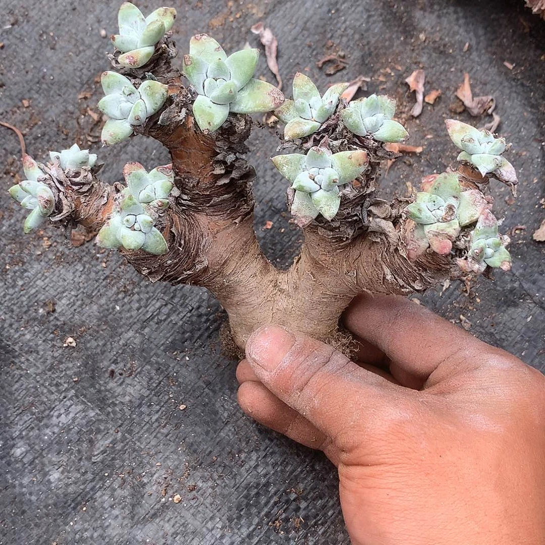 8439诺吗苹果叶白菊