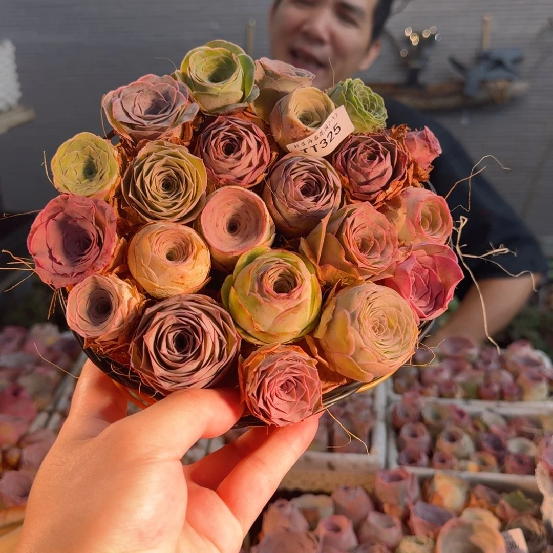 虫***王TT325 玫瑰花篮组合