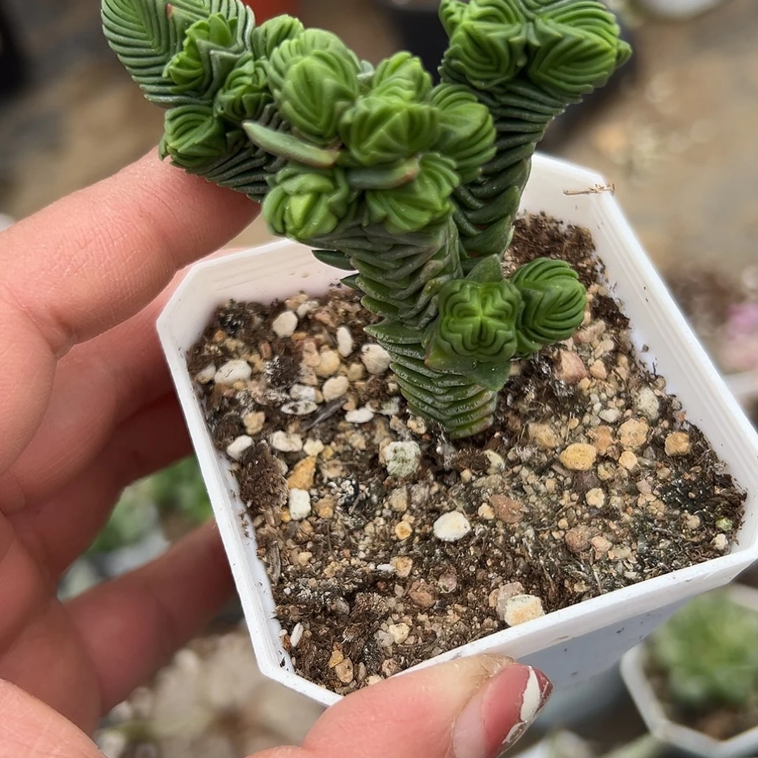 多肉植物多肉植物