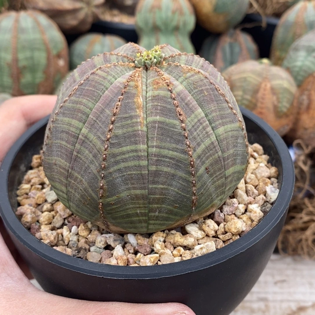 18 欧系实生布纹球多肉植物