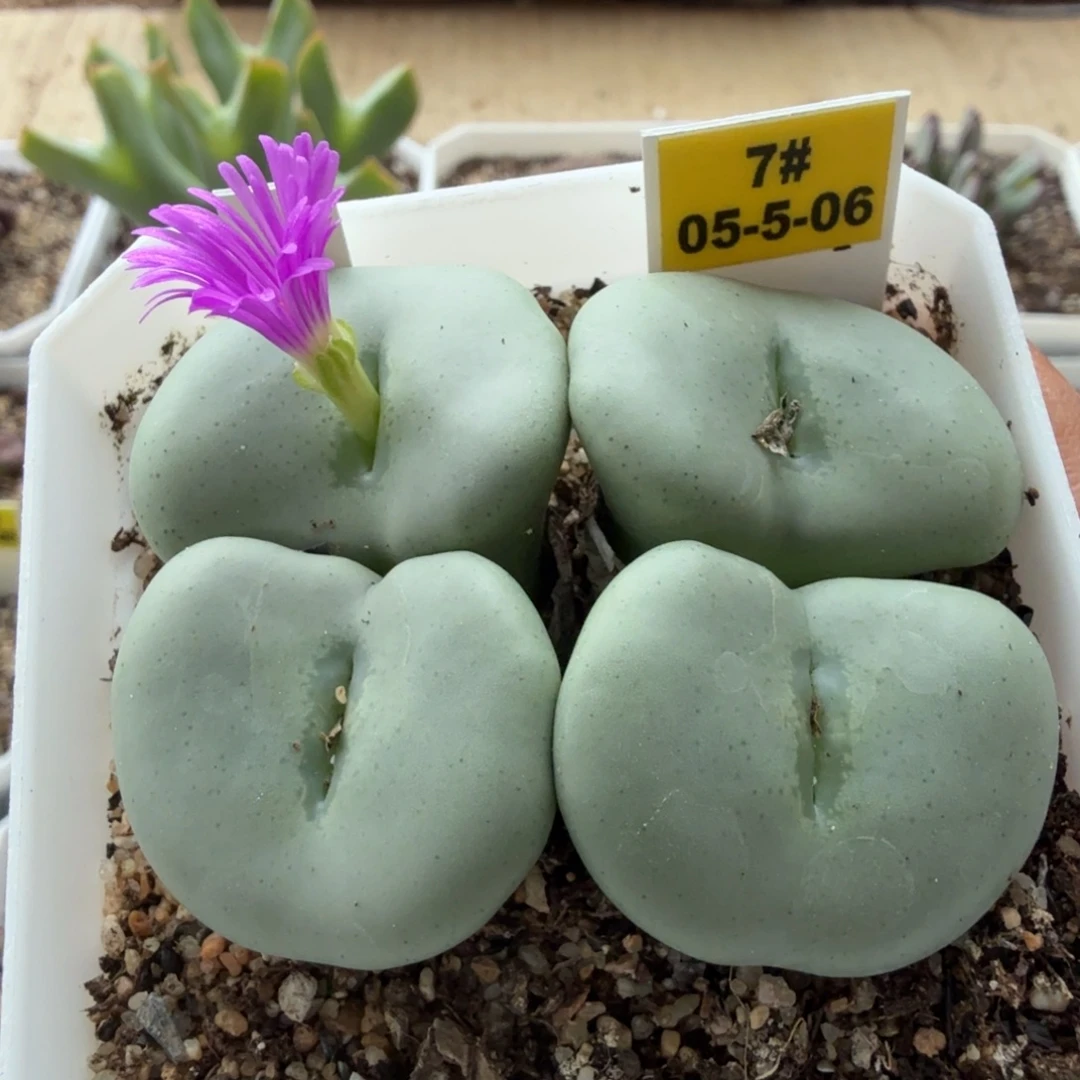 多肉植物。