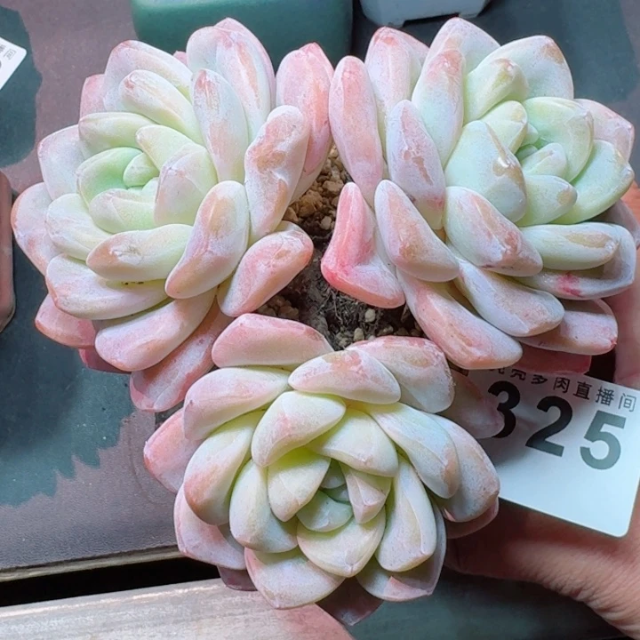 母本冰玉         精控精养多肉植物