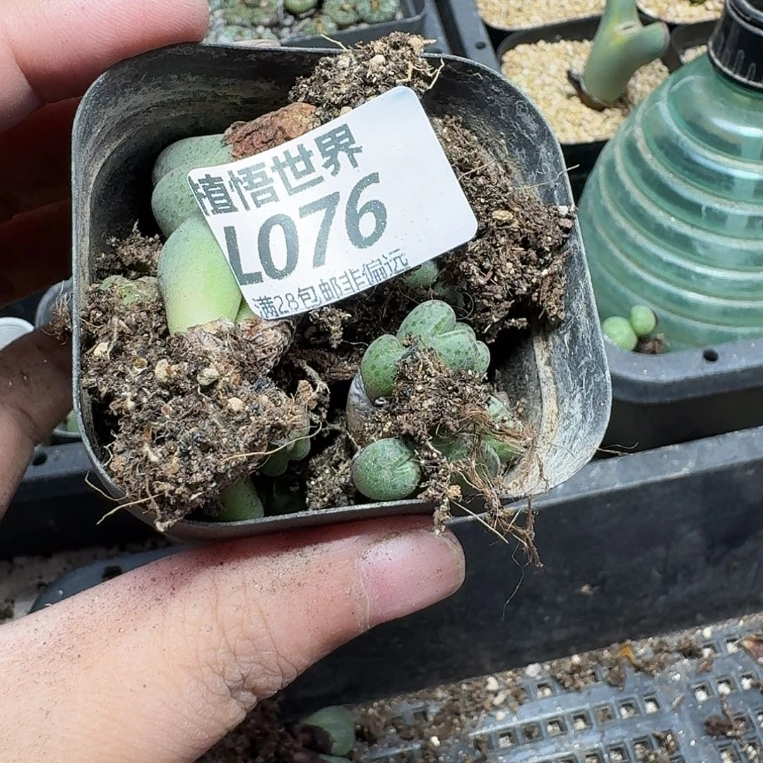 多肉植物的润泽光滑吧