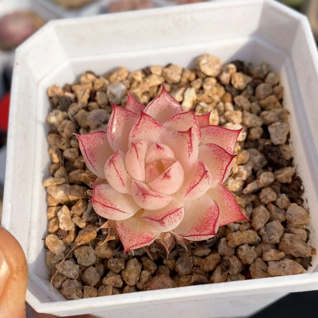 精品多肉一物一拍140