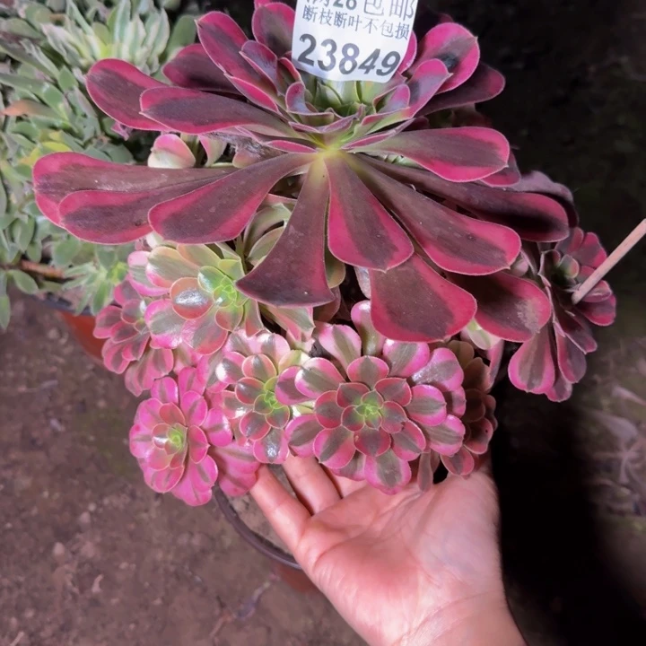 23849美杜莎多肉植物