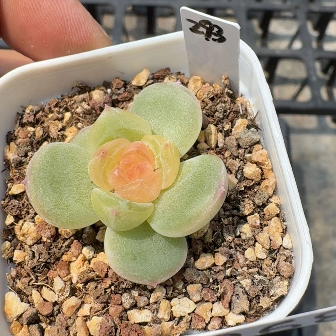 如图268优选麦芽糖93一个