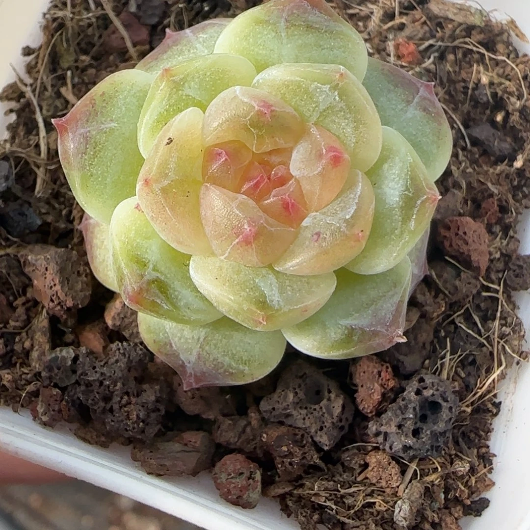 小卡拉米糖心一物一拍