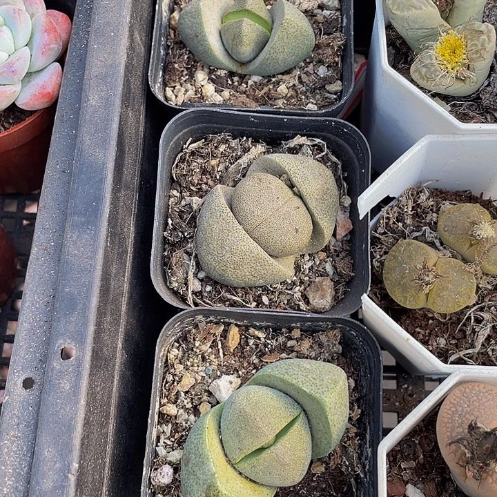 大元宝带哦土发货