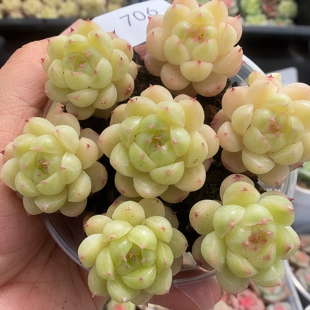 一物一拍一物一拍925-706
