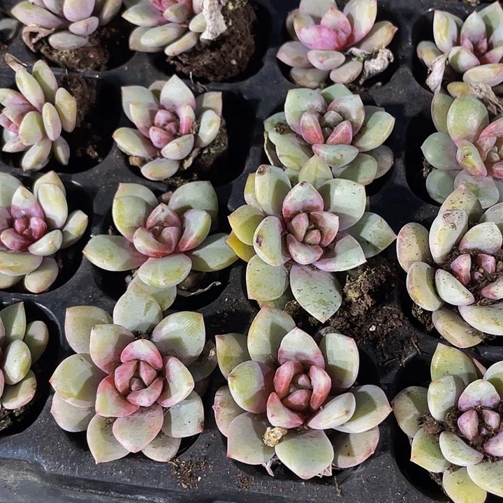 小德国香槟1元带土发