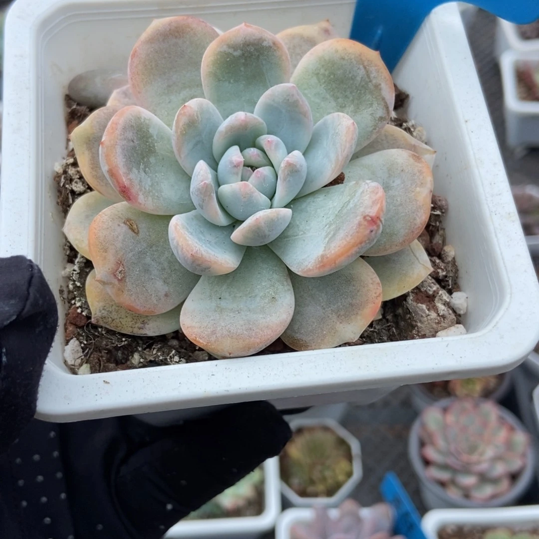 903梦露锦多肉植物
