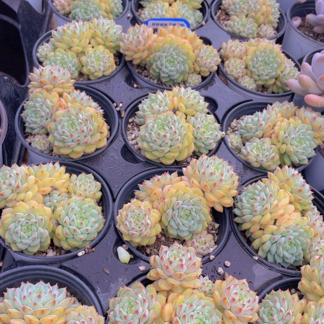 量拍85号 玫瑰莲大群生四头起一个