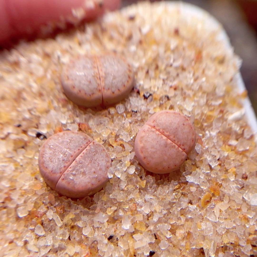 621号带盆盆包邮发货