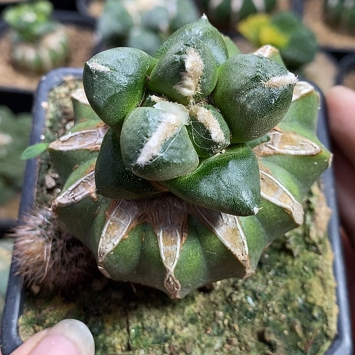 苗接连山牡丹。271号