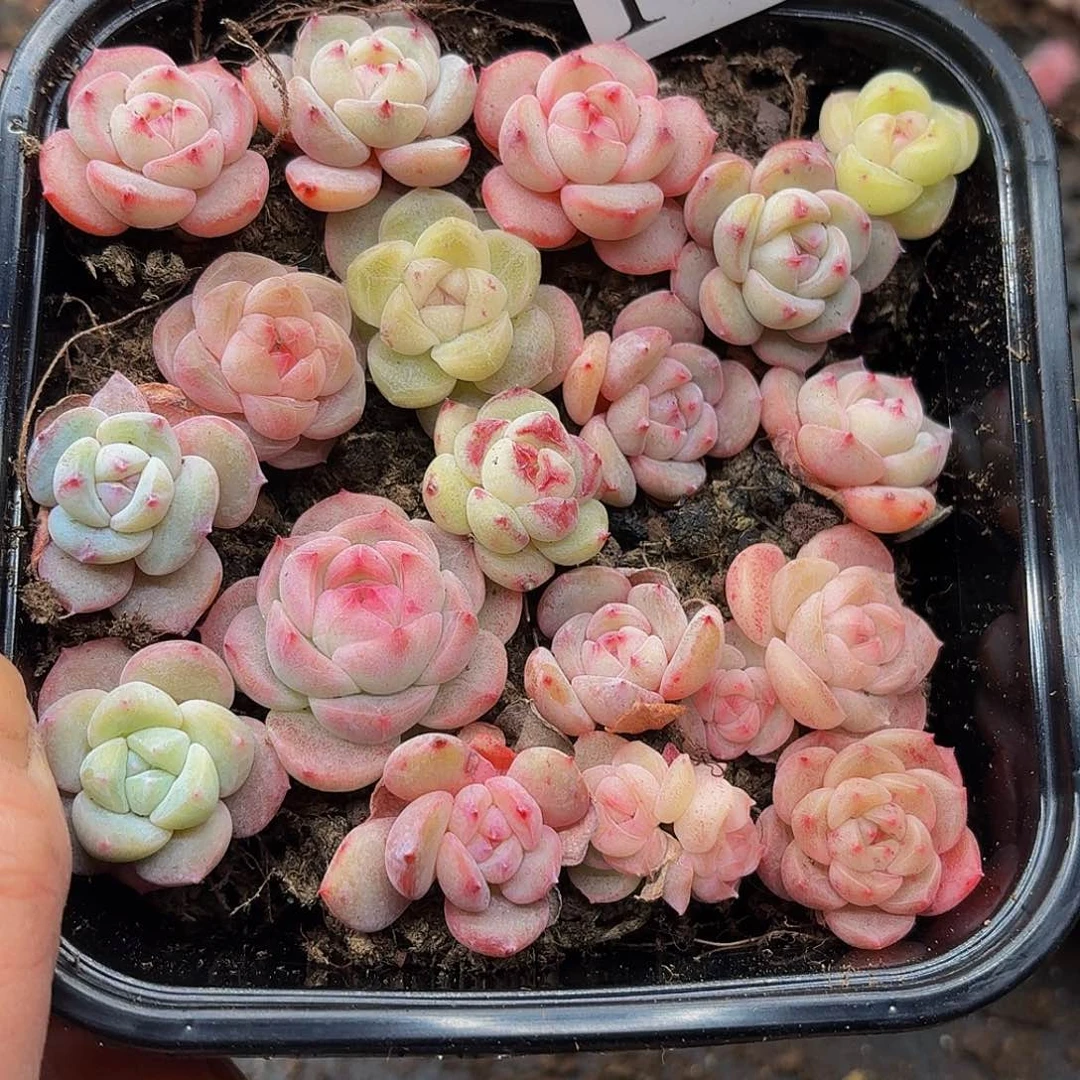 多肉植物多肉植物1041