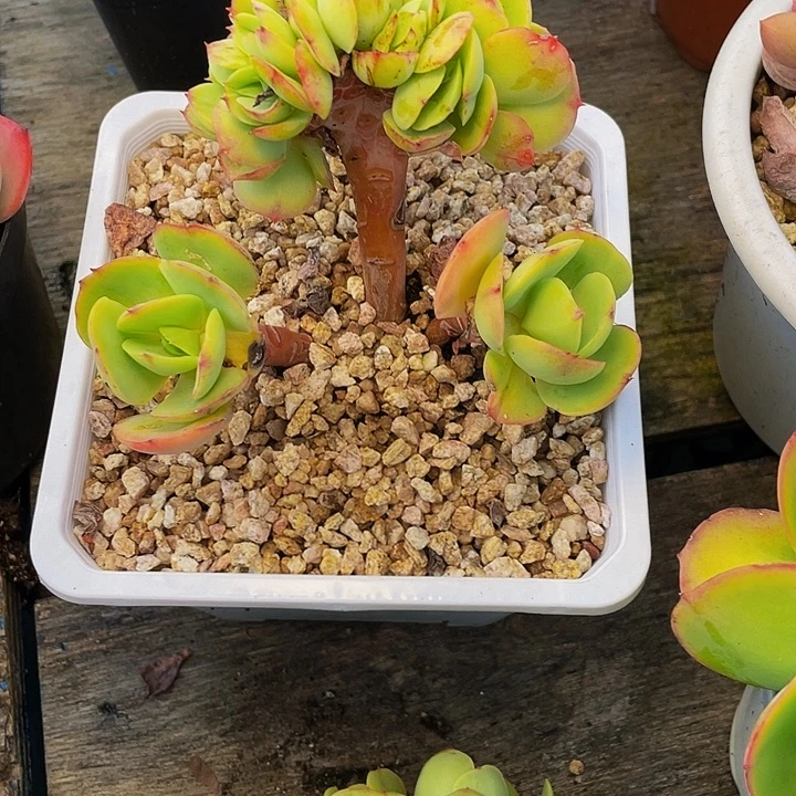 *****多肉植物碧桃发货