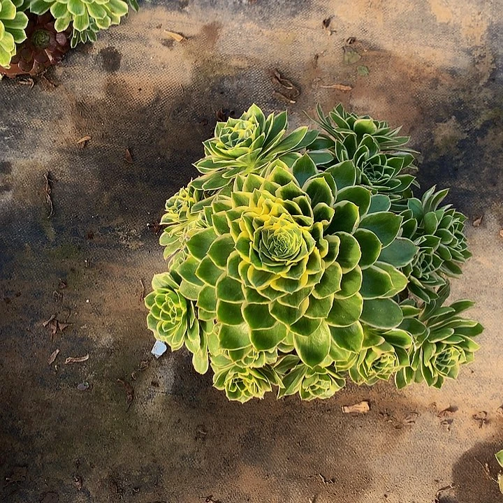 豆**爸多肉大叶绿玫瑰273000