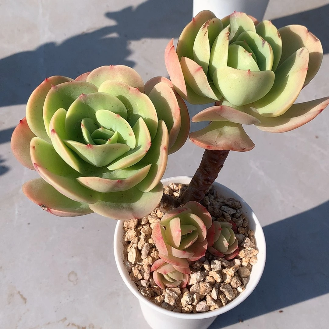 鸡蛋碧桃多肉植物