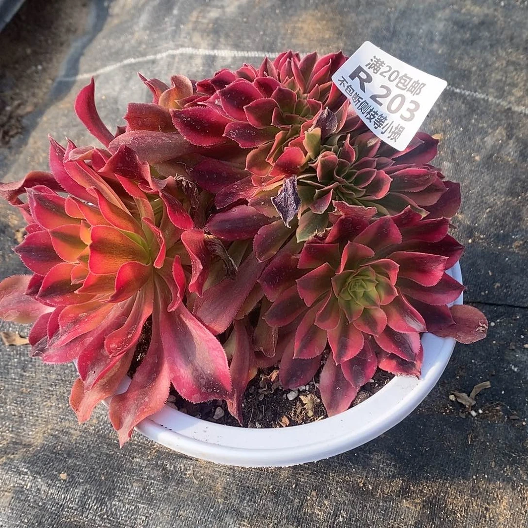 203香妃缀化多肉法师锦