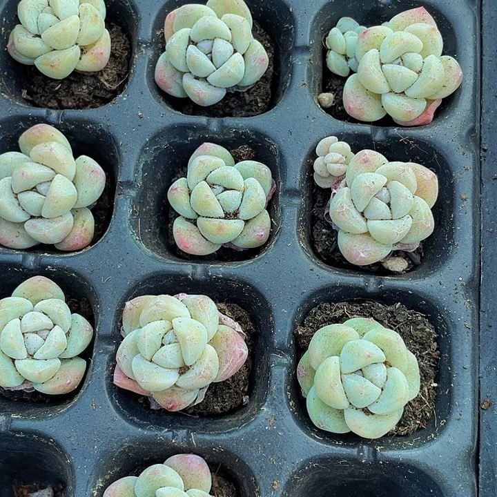 小白体冰玉1元带土发