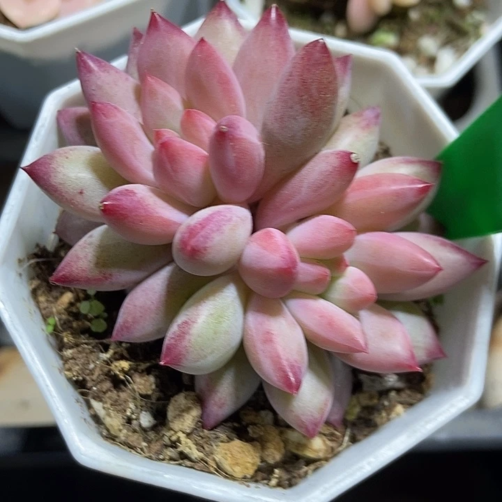 多肉植物金鱼姬3134