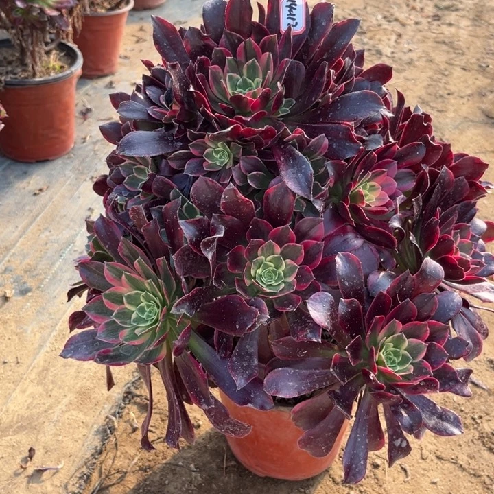 14-112金丝多肉植物