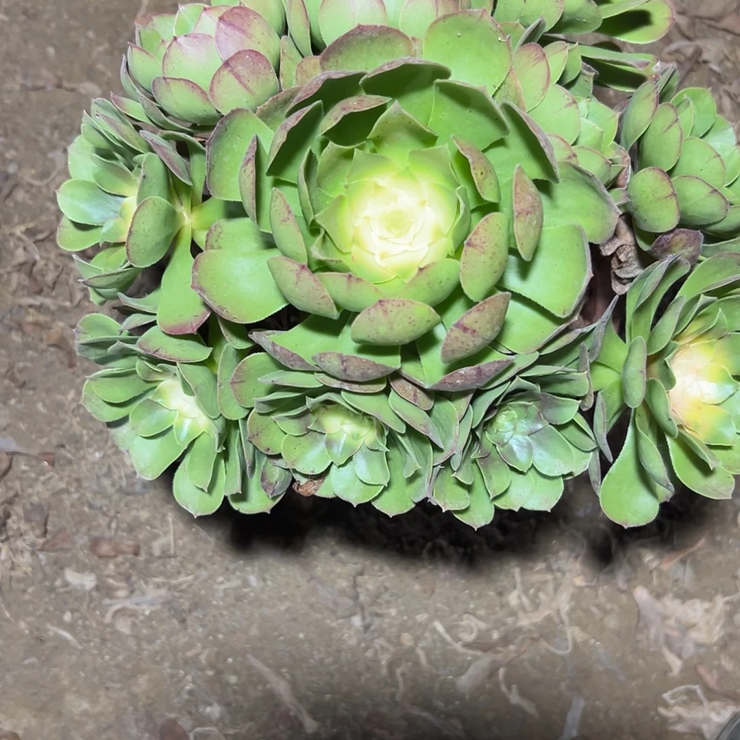 多肉307植物万圣节法师