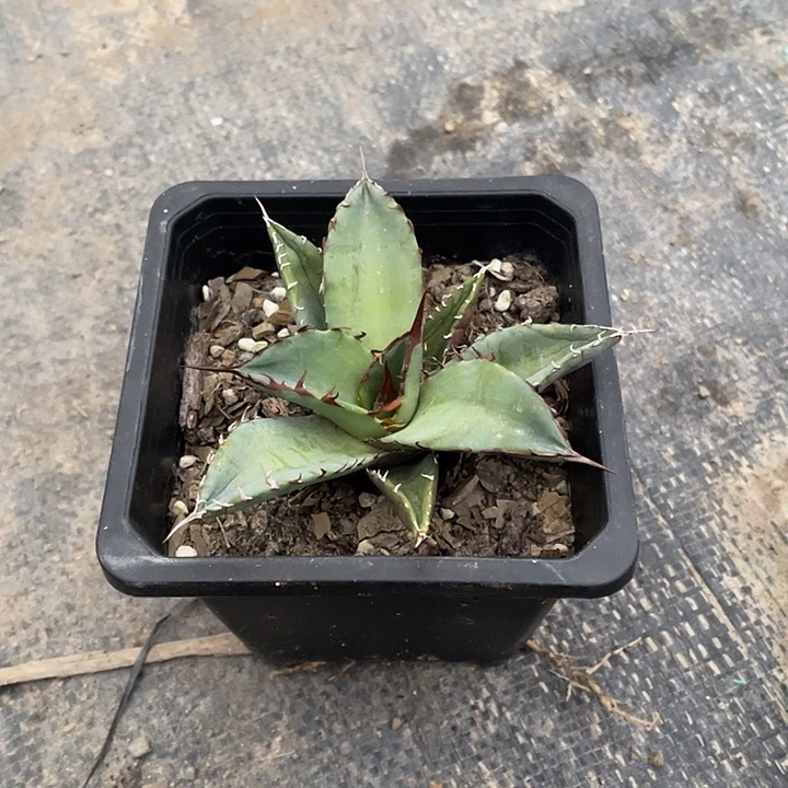 泡***高龙舌兰绿色植物