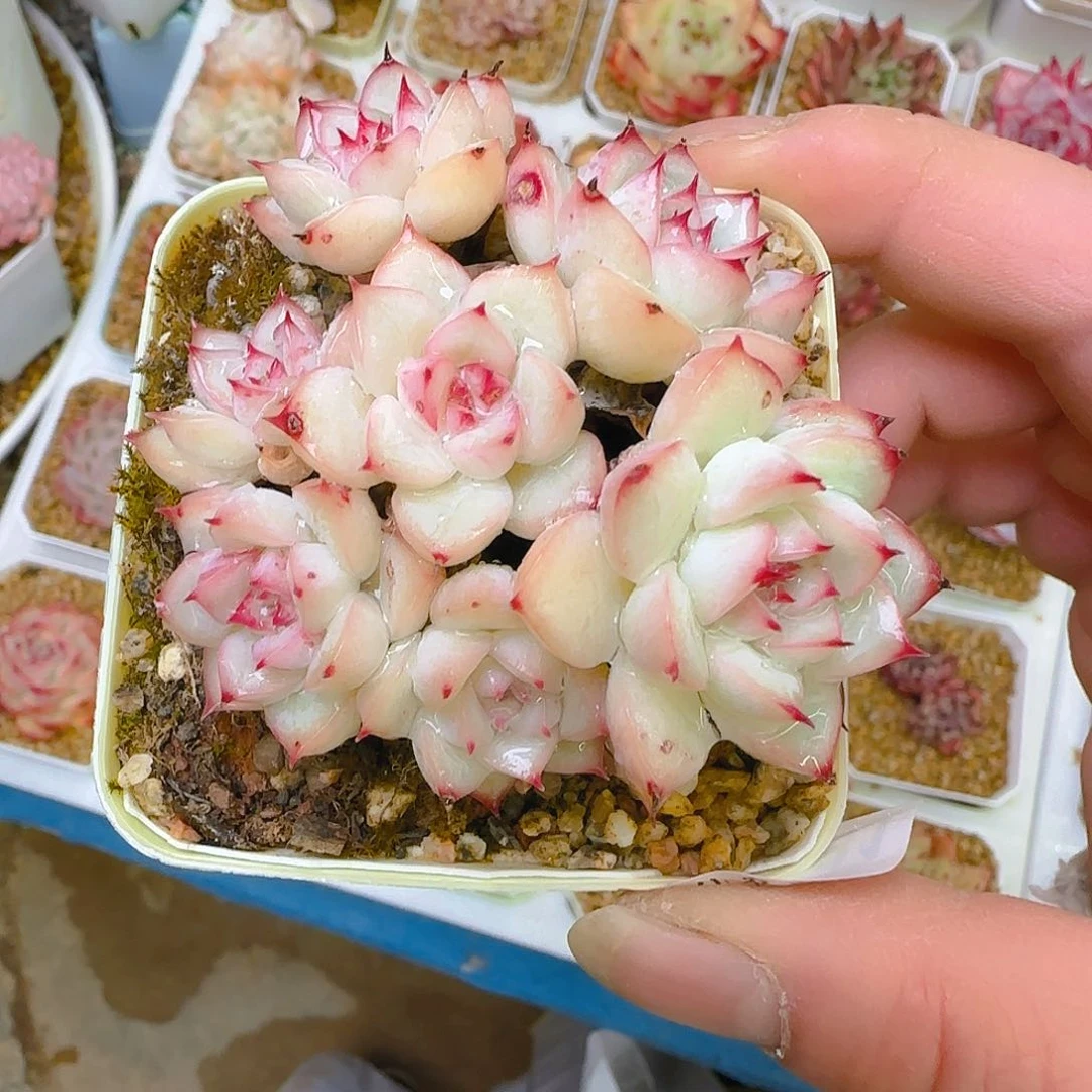 仙农荷花，081、仙农出品