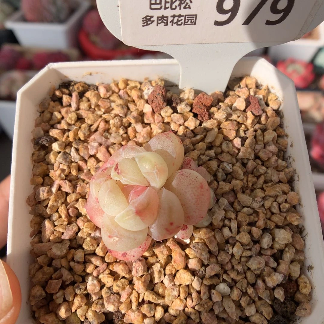 979双头异色冰玉石化多肉福利