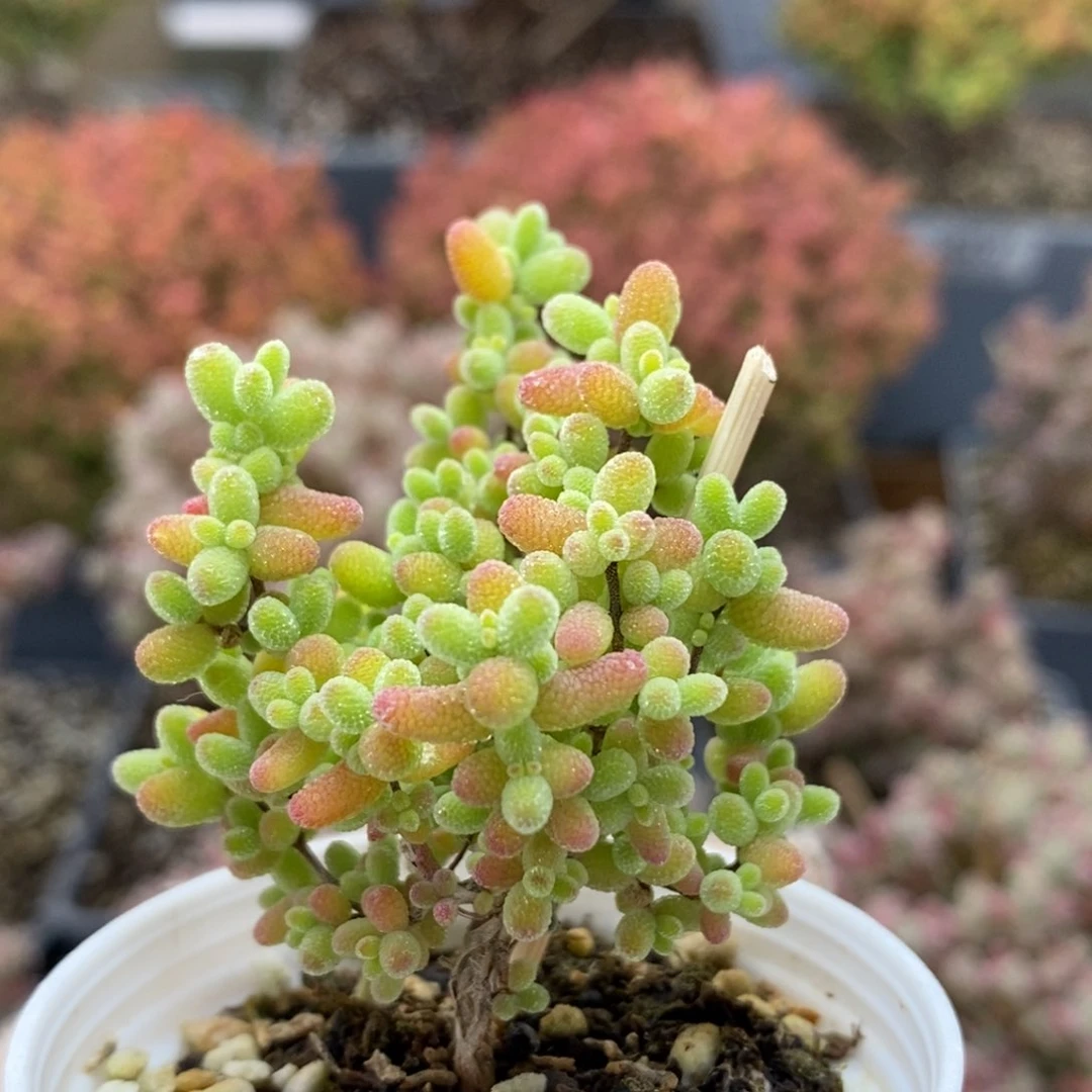 蜜橘糖球5836枝干番杏