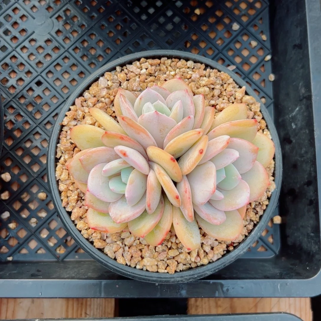 奶茶自然群多肉植物