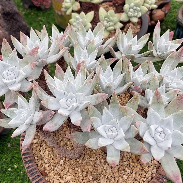 野生法瑞苹果叶群生粗桩