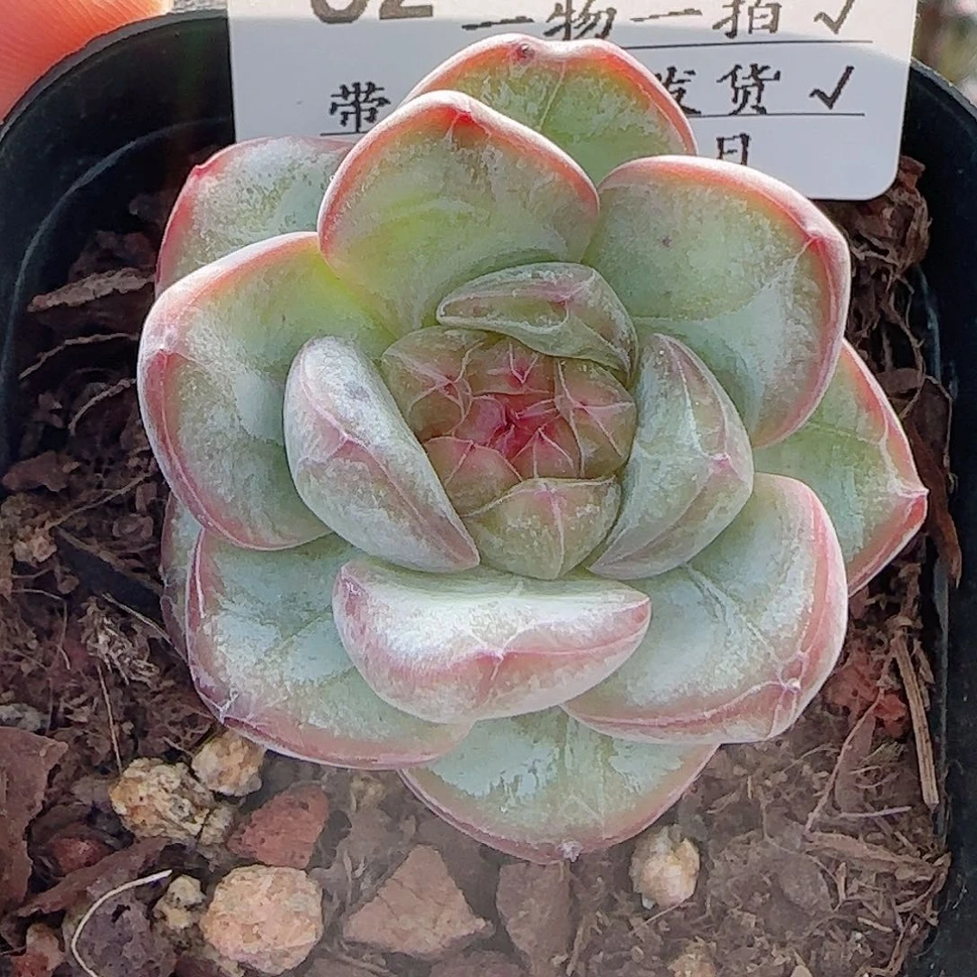 多肉0806-62星星珍妮