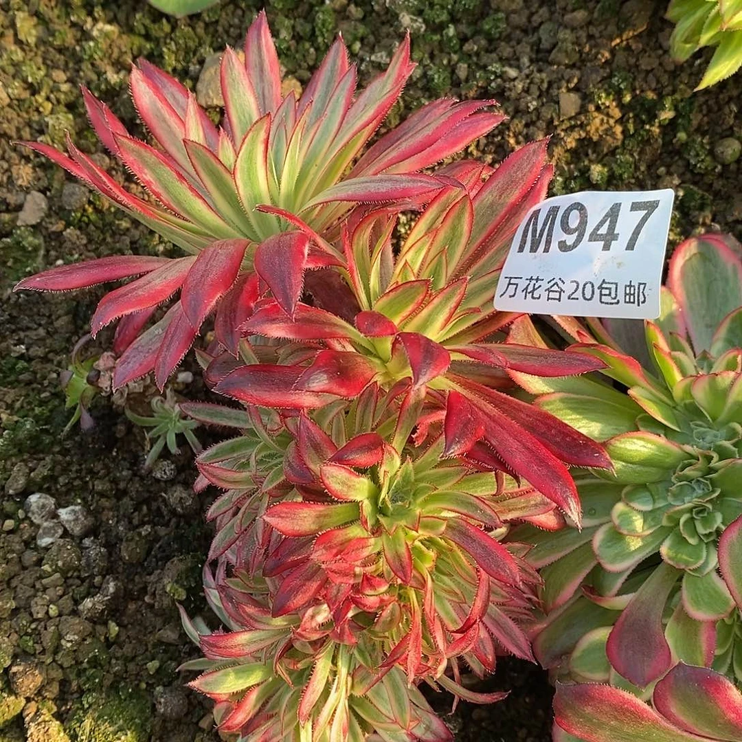 947朱雀朵朵有瑕疵多肉植物
