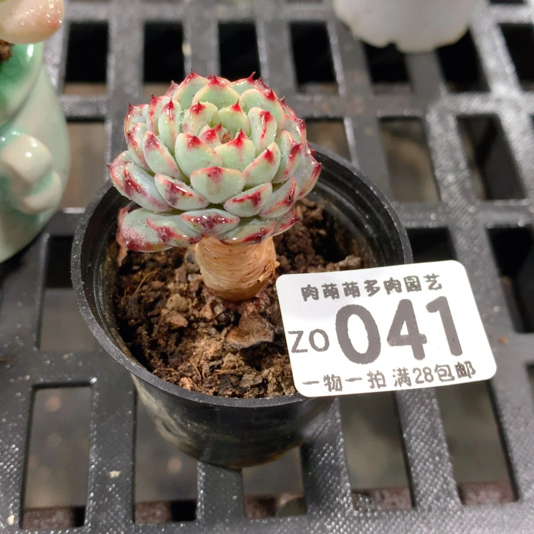 肉萌萌拇指盆精控多肉ZO041