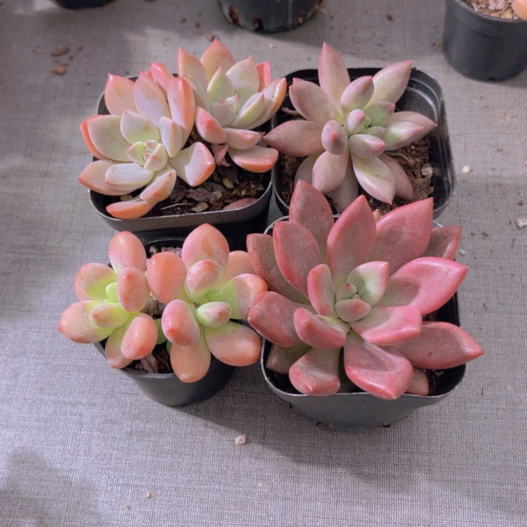 粉红佳人 红蜻蜓 洛神 桃花源