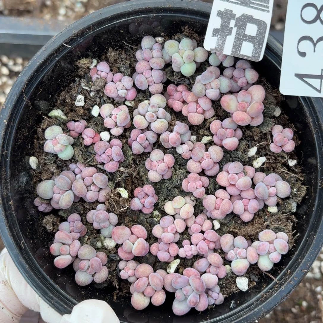 多肉植物多肉植物438量拍苹果奶