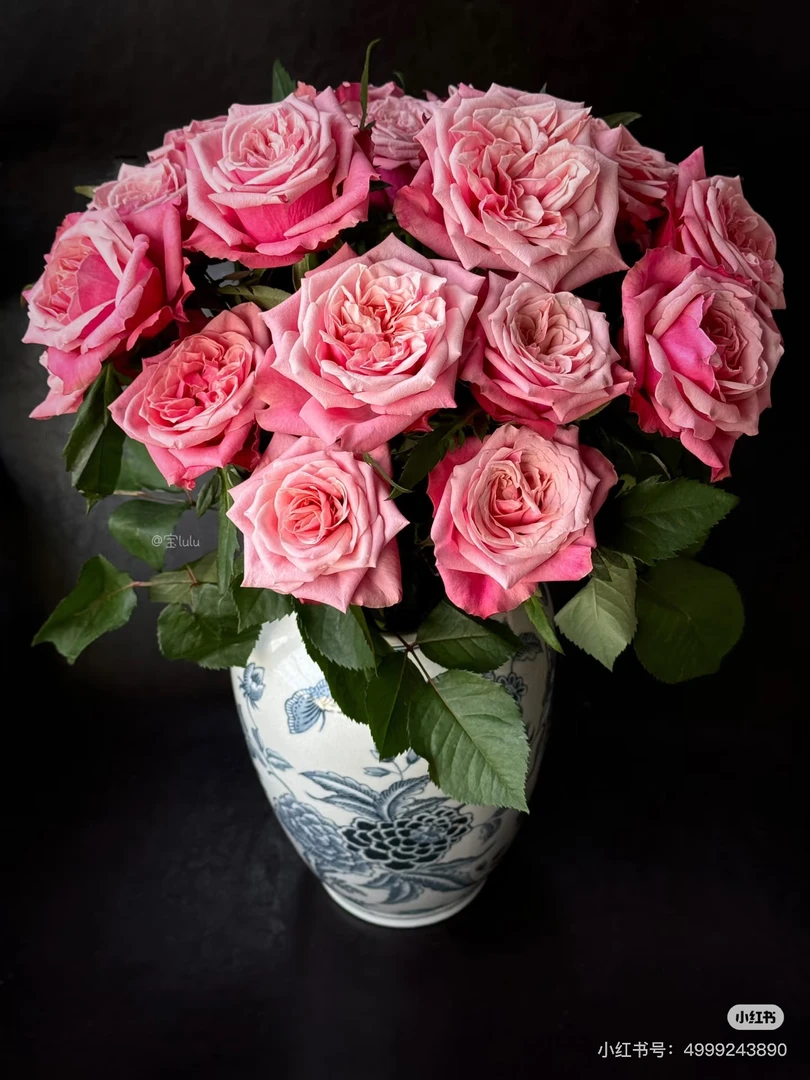 闺蜜单头玫瑰20支