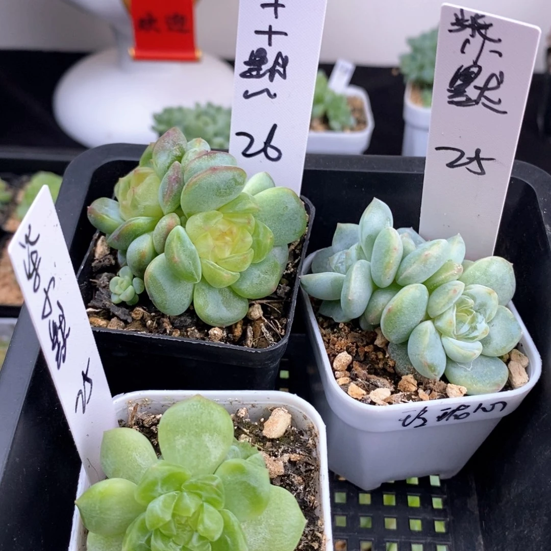 小默三颗一组包邮