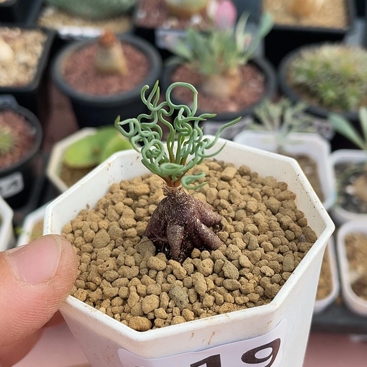 919方便面弹簧草块根