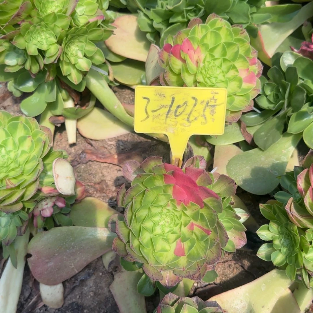 3-1025--多头多肉植物