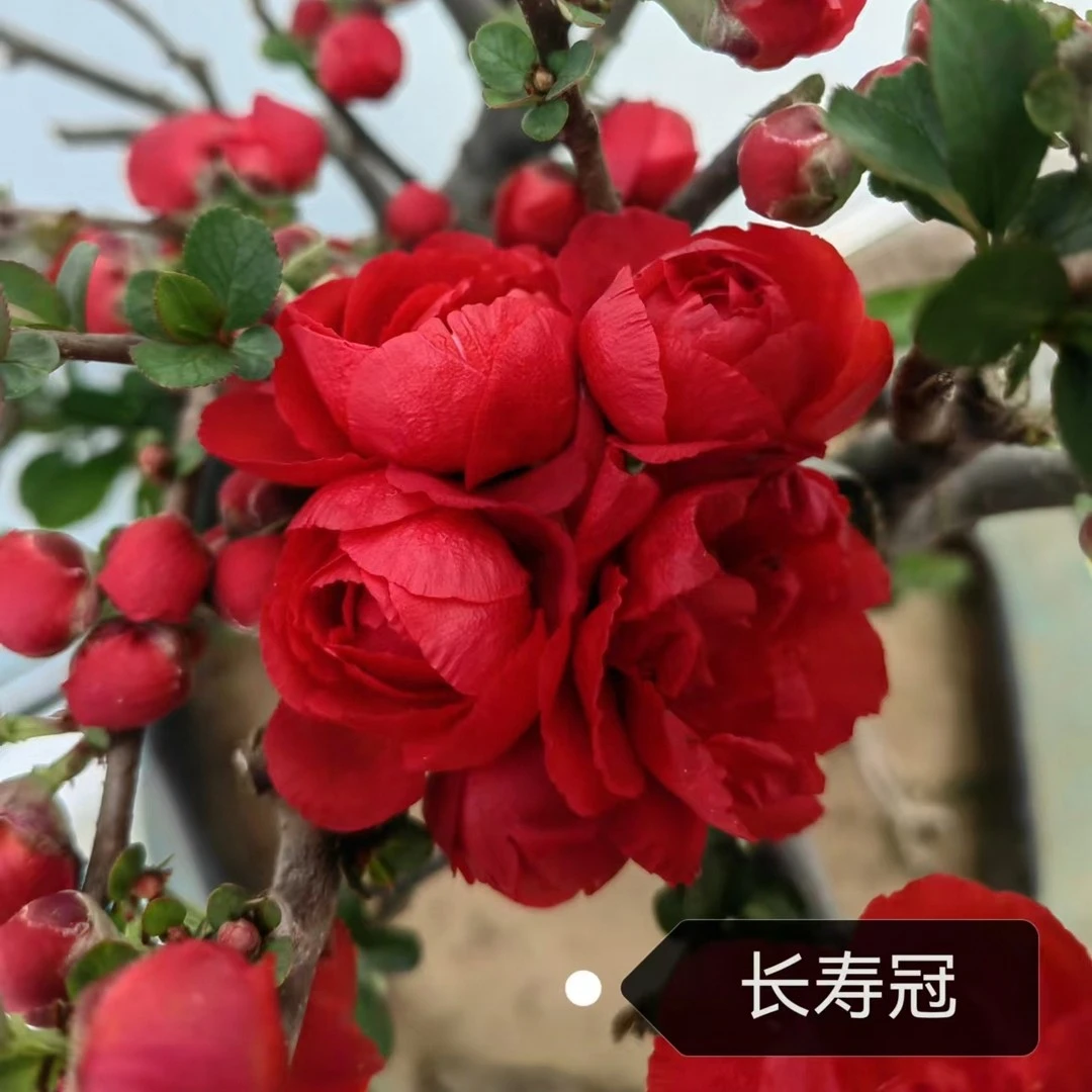 【长寿冠海棠】原生盆景花卉苗木当年开花