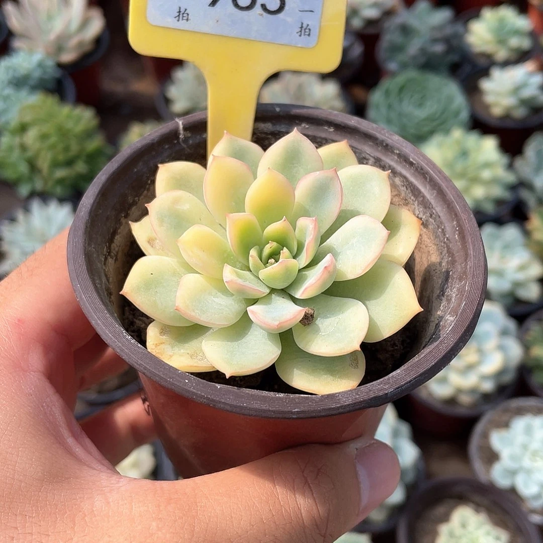 安***界955号多肉植物盆栽