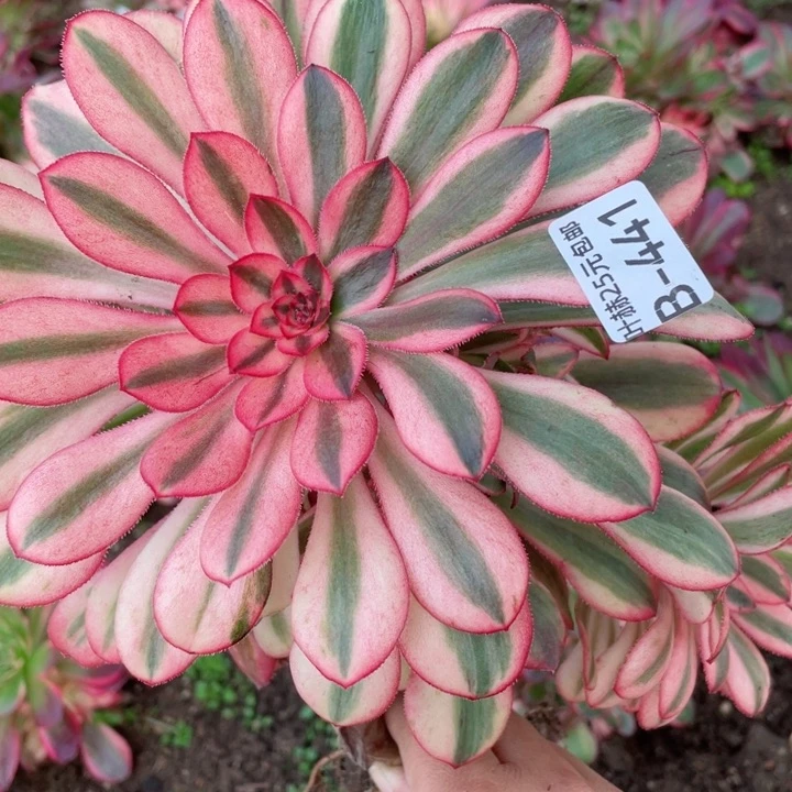 441初恋多肉12345678