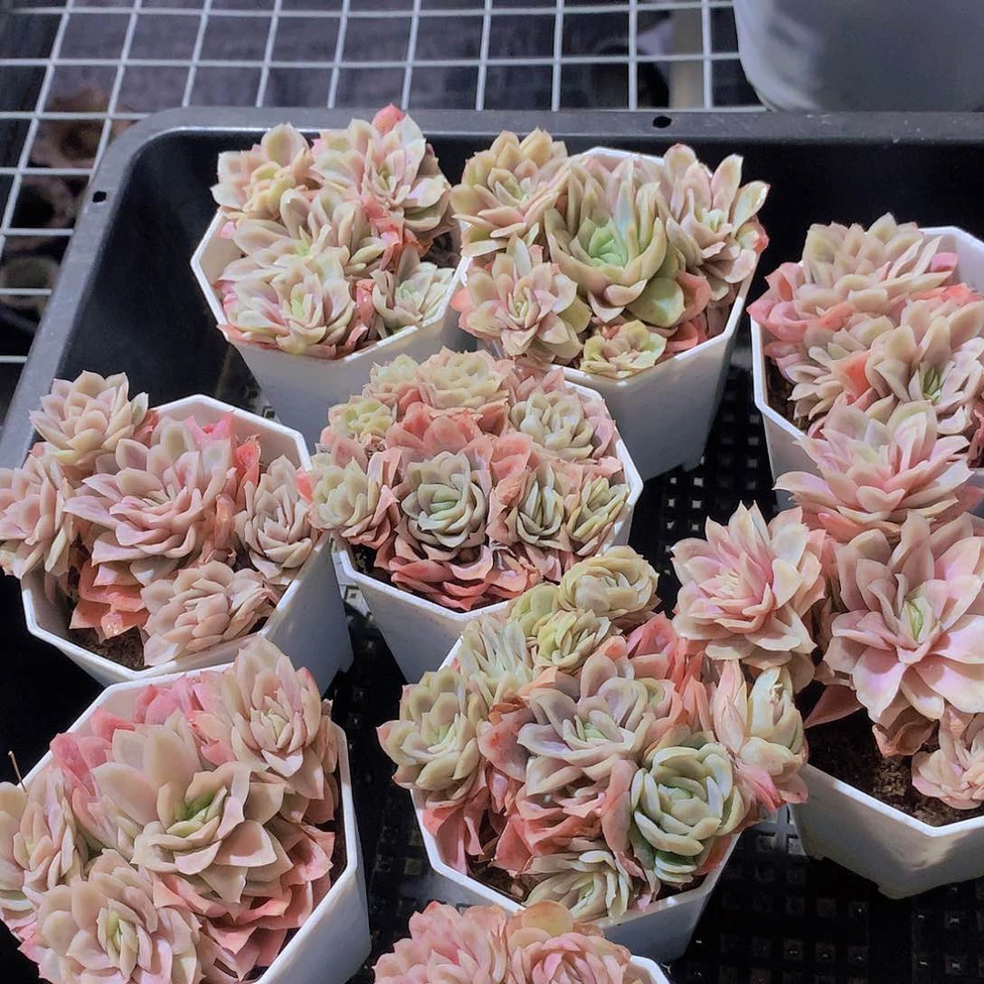 血红纱裙23567899000000